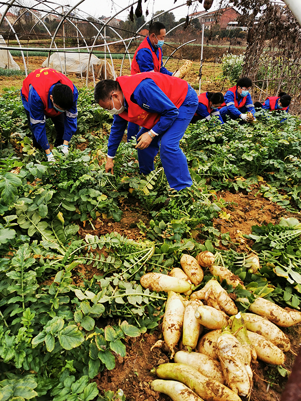 1583225279919070.jpg 蘿卜2.jpg